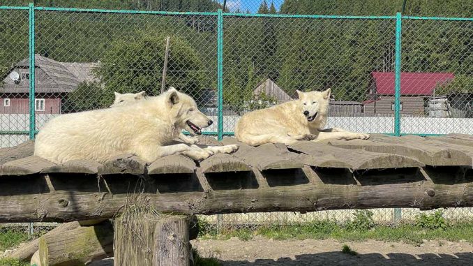 долина-вовків-у-синевирі